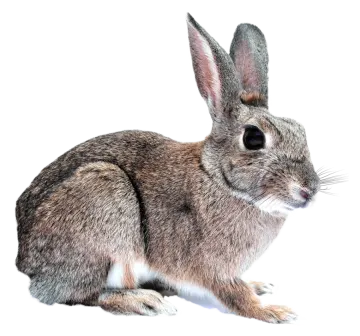 a rabbit is sitting on a white surface