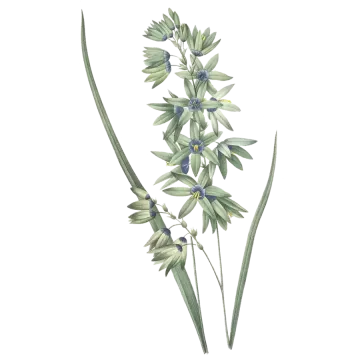 an illustration of a plant with blue flowers