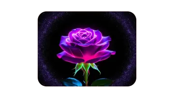 a purple rose on a black background