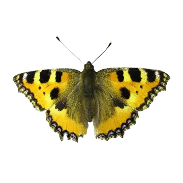a yellow butterfly on a white background