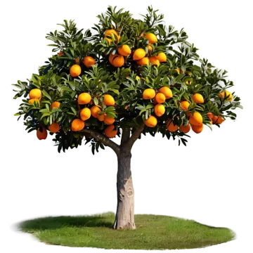 an orange tree