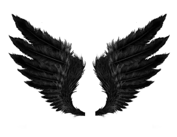 two black feathers on a white background