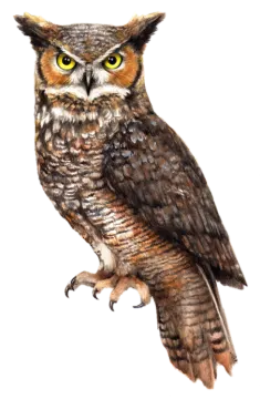 a drawing of an owl sitting on a branch