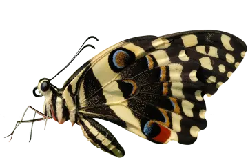 a black and white butterfly on a white background