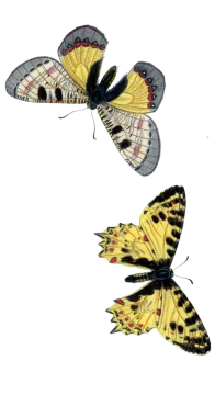 two butterflies on a white background