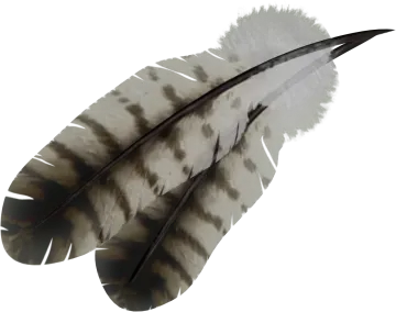a black and white feather on a white background