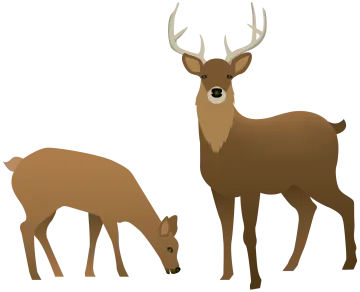 two deers standing next to each other deer