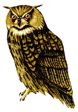 an owl sitting on top of a branch