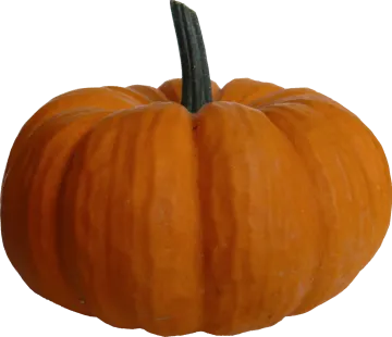 a small orange pumpkin on a white background