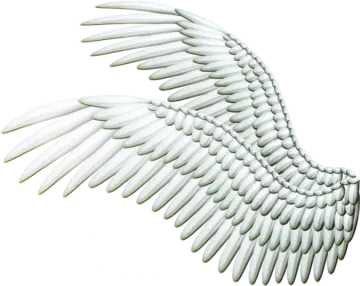 an image of a white angel wing