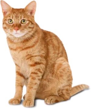 an orange cat sitting on the ground