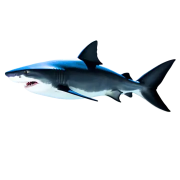 a great white shark swimming in the ocean