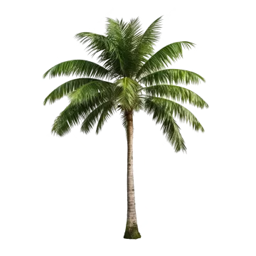 a palm tree on a white background