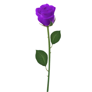 a purple rose on a white background