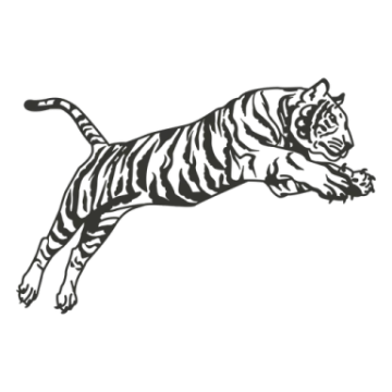 a black and white tiger leaping