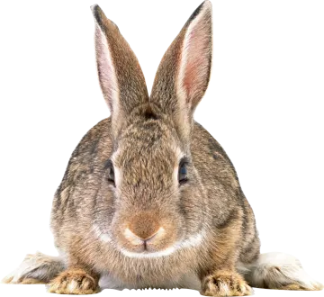 a brown rabbit sitting on top of a table