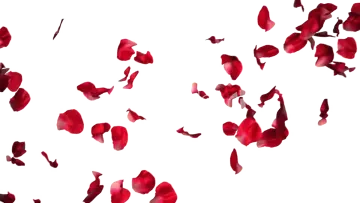 a bunch of red rose petals on a white background