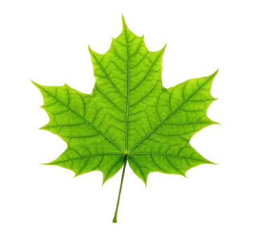 a green leaf on a white background