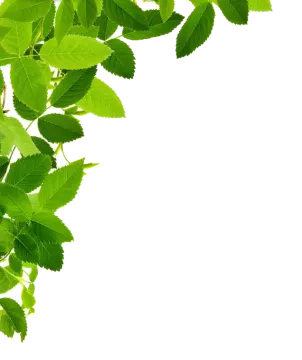 a branch with green leaves on it
