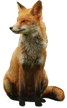 a red fox sitting on the ground