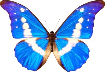a blue butterfly on a white background