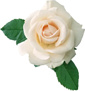 a white rose with green leaves on it