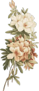 a bunch of flowers on a white background