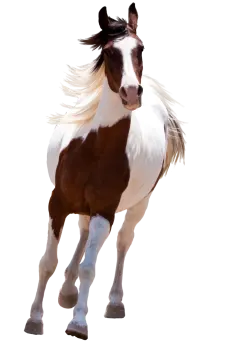 a brown and white horse