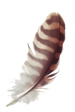 a brown and white feather on a white background