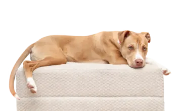 a small brown dog laying on top of a couch