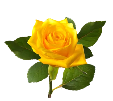 a yellow rose on a white background