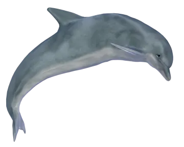 a dolphin jumping in the air on a white background