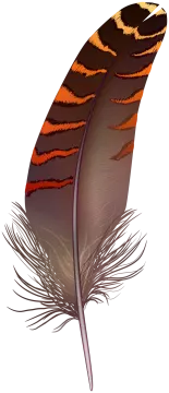 an orange and black feather on a white background