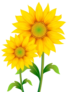 two yellow sunflowers with green leaves