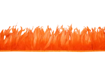 orange feathers on a white background