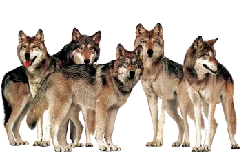 a group of wolfs