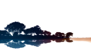 trees reflected in water