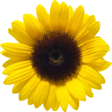 a yellow flower on a white background