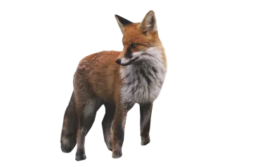 a red fox standing in front of a white background