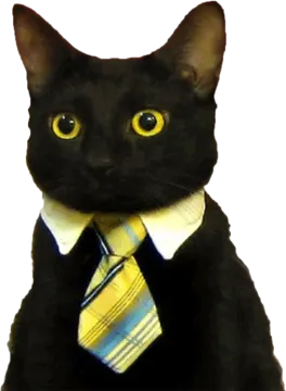 a black cat wearing a tie