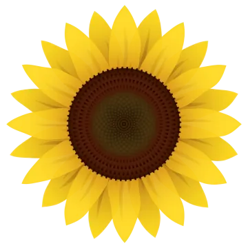 a yellow sunflower on a white background