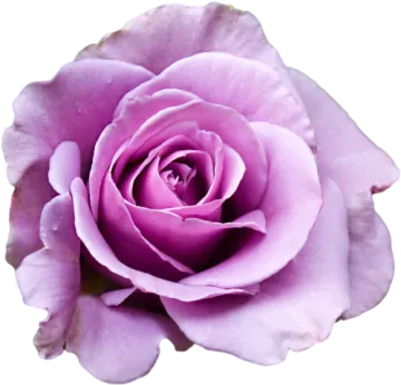 a purple rose on a white background