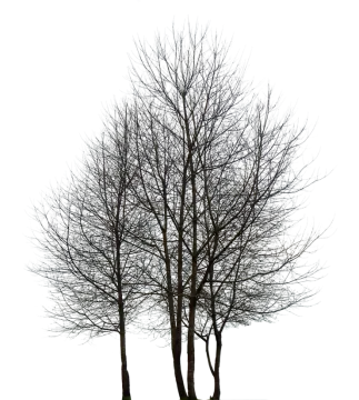 two trees with no leaves on them