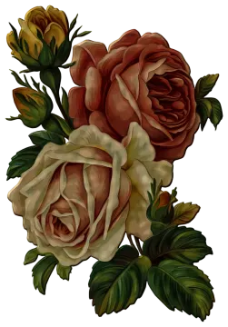 a bunch of roses on a white background