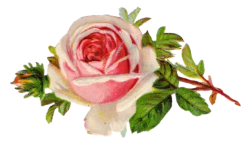 a drawing of a rose on a white background