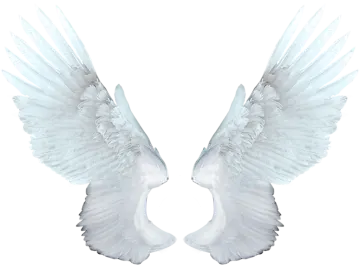 two white wings on a white background