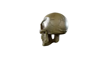 a skull on a white background