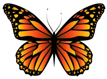 an orange butterfly on a white background