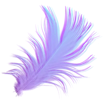 a purple and blue feather on white background