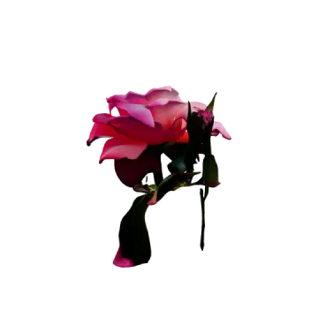 a pink rose on a white background